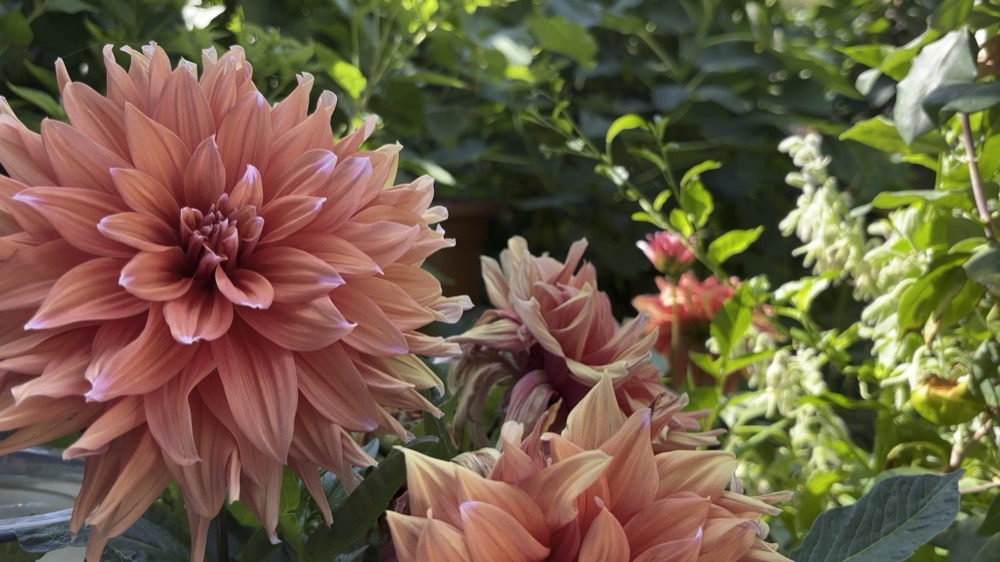 A dahlia bigger than your face, with more queueing up behind it.