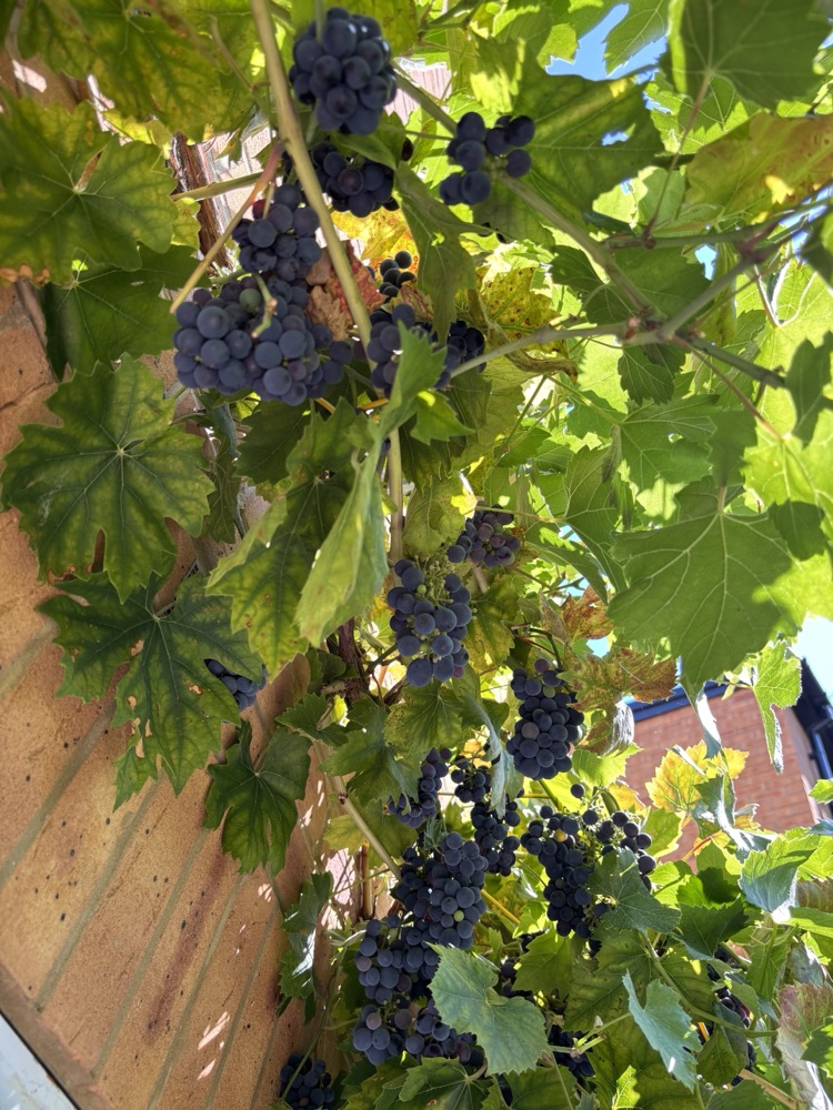 Sokol's vine in August, carrying more bunches than you can count.